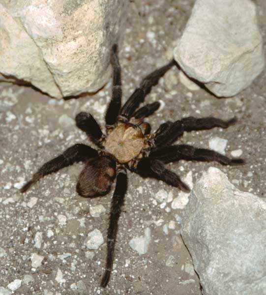 I.D. help please...