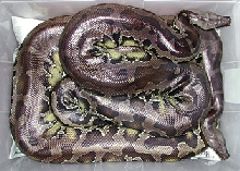 Sumatran Short-Tails