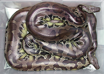 Sumatran Short-Tails
