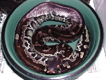 Sumatran Short-Tail