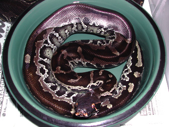 Sumatran Short-Tail