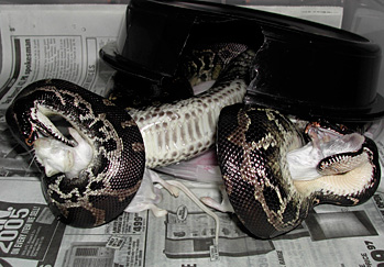 Sumatran short-tail feeding time.