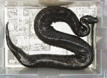 Black Blood Male, Jet, received 12/10/04