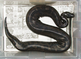 Black Blood Male, Jet, received 12/10/04