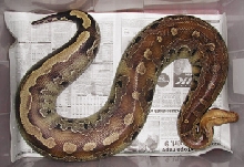 Borneo Short-tail