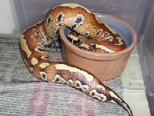 Sumatran Red Blood