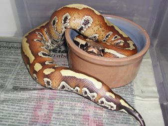 Sumatran Red Blood