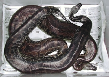 Sumatran short-tails 2