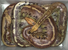 Trio of Borneo Short-tails