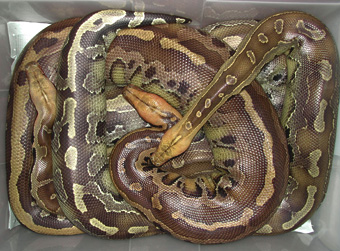 Trio of Borneo Short-tails