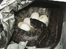 Black blood Vicky, laying eggs tonight!