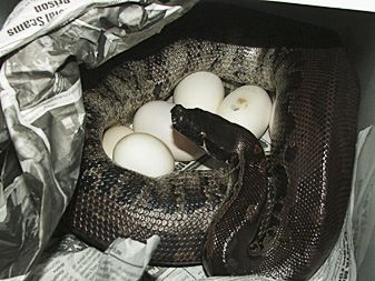 Black blood Vicky, laying eggs tonight!