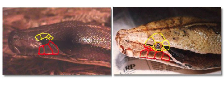 Scale difference blood/short-tails