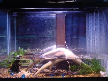 Another New Tank Setup