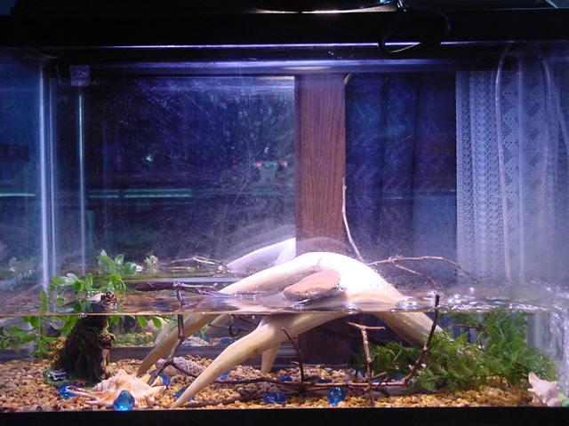 Another New Tank Setup