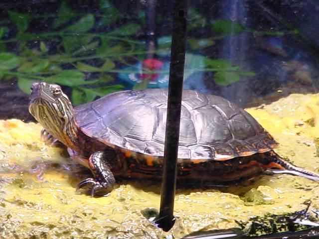 Basking Smile