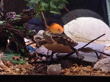 Chicken Turtle!