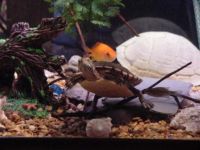 Chicken Turtle!
