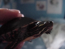 A Close Up