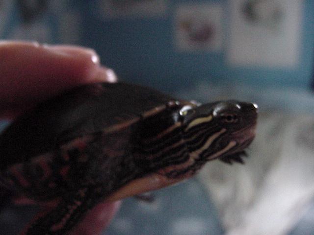 A Close Up