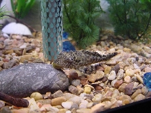 Pleco Janitor