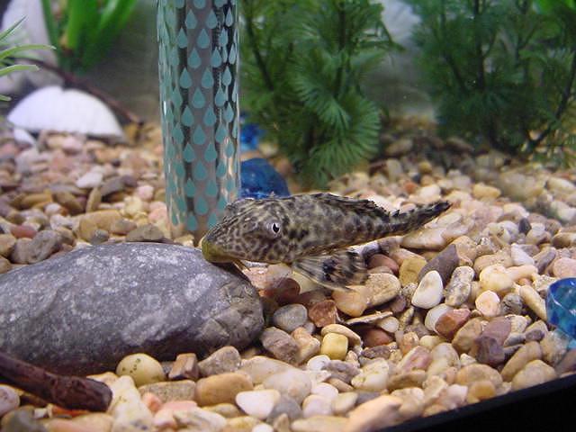Pleco Janitor