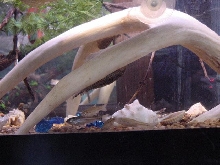 Fishies