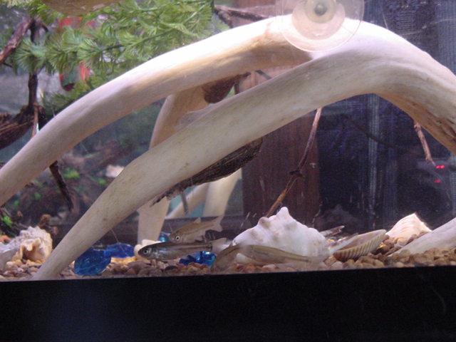 Fishies