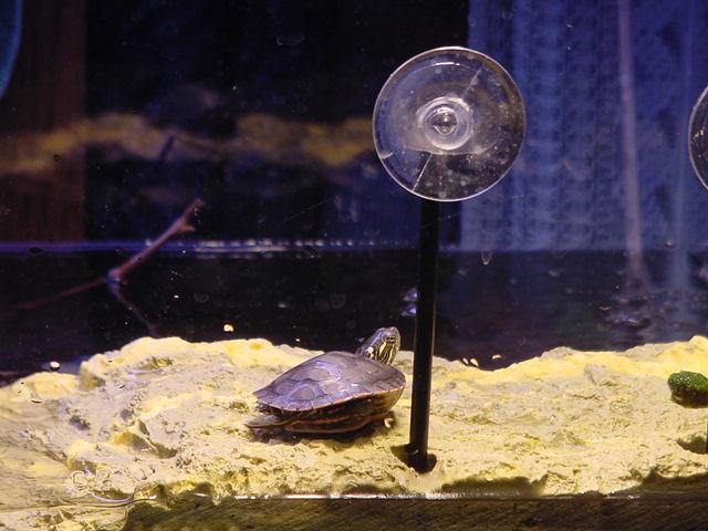 On Turtle Dock