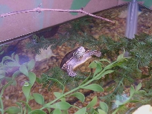 That Lil Peeker