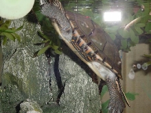 Side Shell