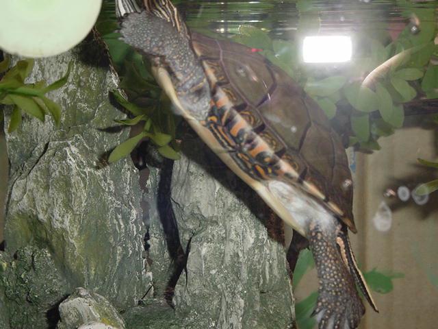Side Shell