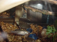 Speedy On Bottom