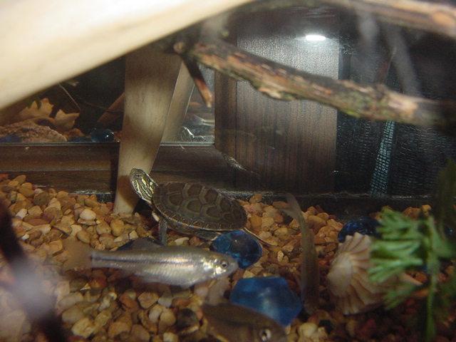 Speedy On Bottom