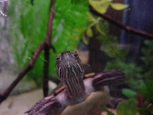 Just Another Close-up