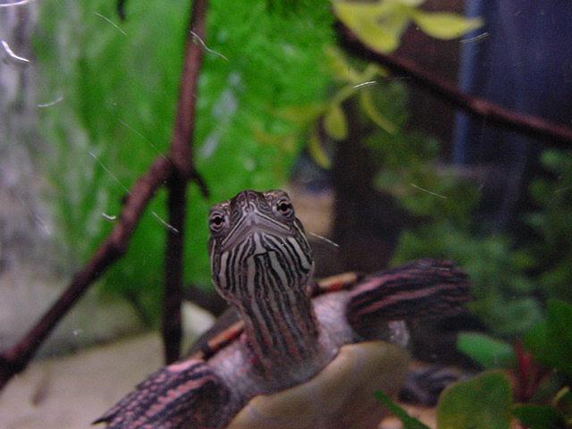 Just Another Close-up