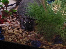 Speedy Digging