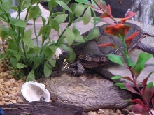 Speedy Scavanging