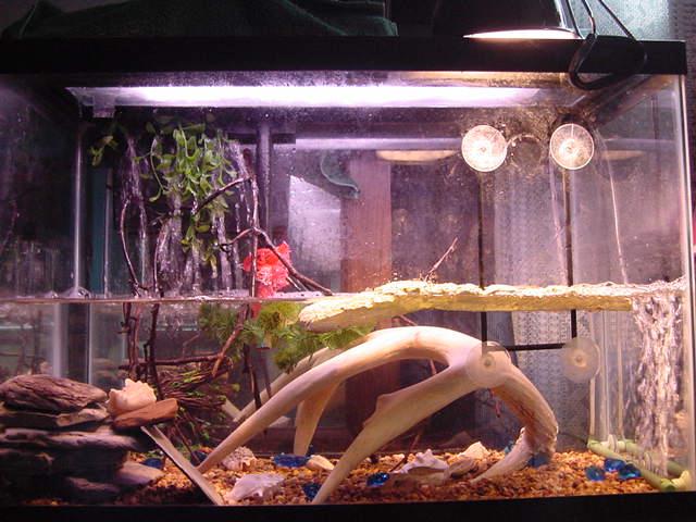 New Tank Setup