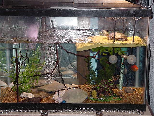 Tank Today