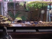 Aquatic Part of Tank.