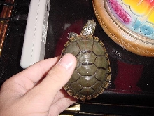 Top Shell