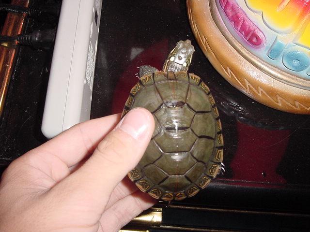 Top Shell