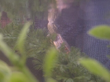 Underwater Awww