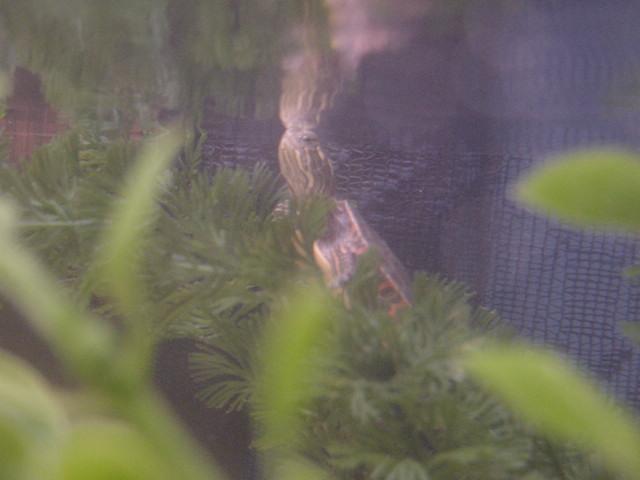Underwater Awww