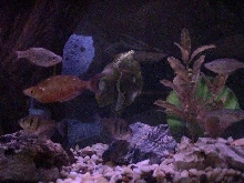 Tank 2