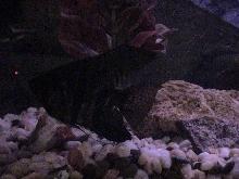 Tank 3