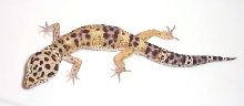 leo3