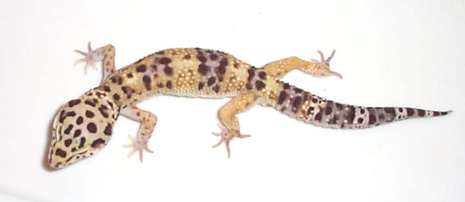 leo3