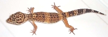 Leo1